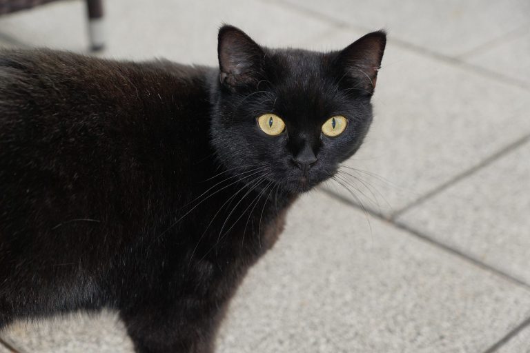 Unveiling the Fear: The Meaning Behind Friday the 13th Superstitions