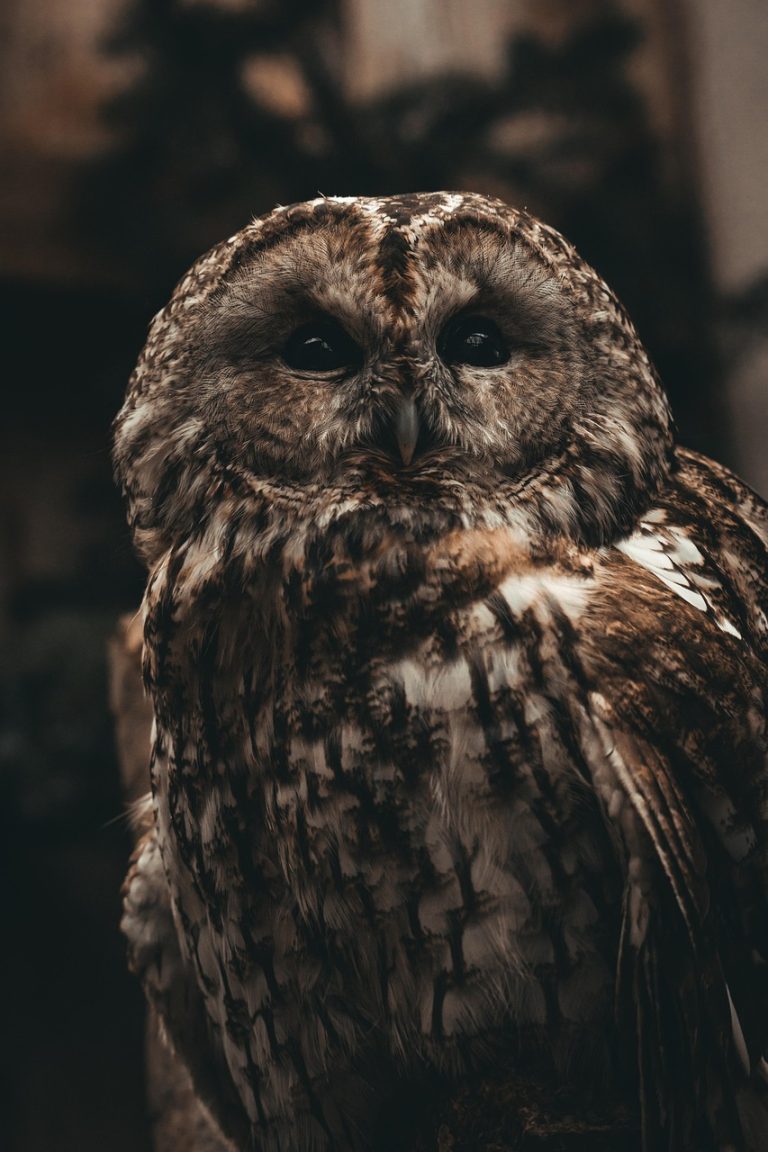 Interpreting Nature's Signs: How Omens and Beliefs Shape Our Understanding of the Natural World
