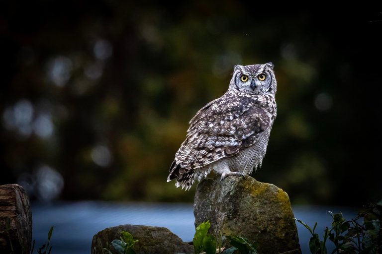 Unveiling the Mysteries: Animal Superstitions Explained